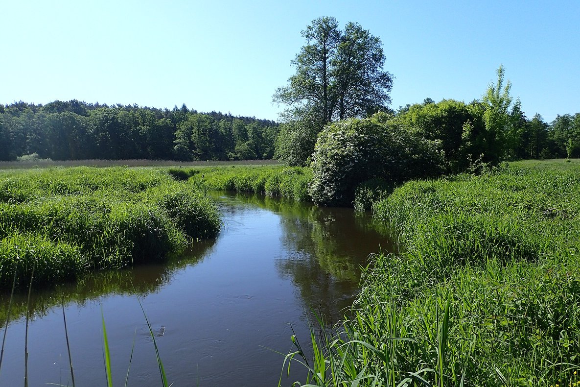 Rzeka Rawka